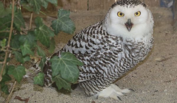 Schneeeule im Vogelpark Olching