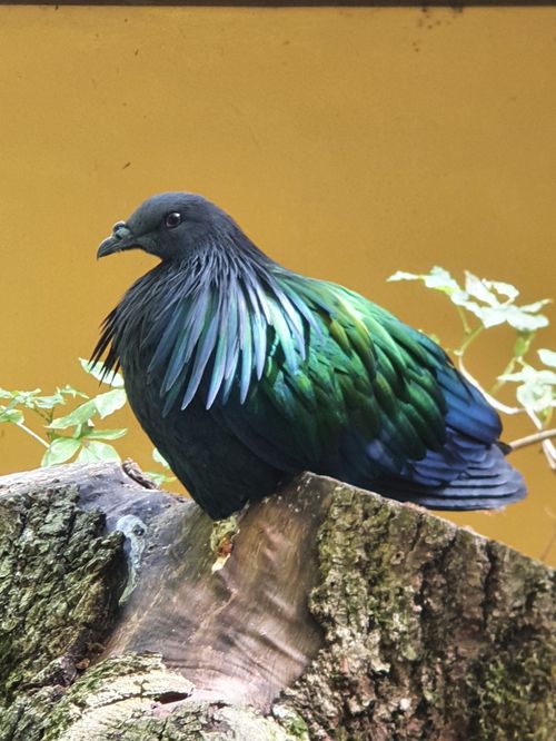 Vogelpark Olching Vogelpark Olching