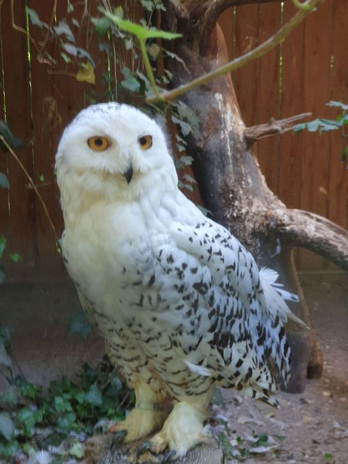 Vogelpark Olching Vogelpark Olching