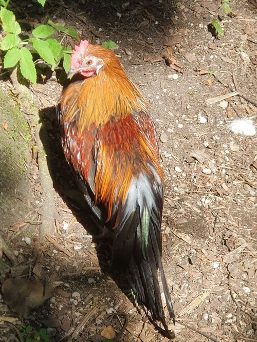 Vogelpark Olching Vogelpark Olching