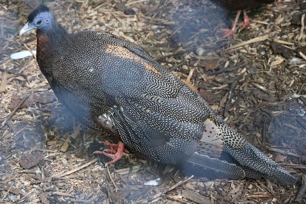 Vogelpark Olching, Kooperationspartner der Kindertafel