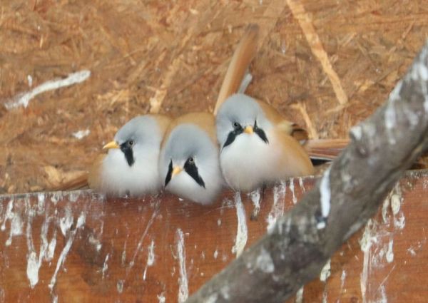 Vogelpark Olching, Kooperationspartner der Kindertafel