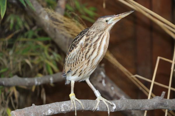 Vogelpark Olching, Kooperationspartner der Kindertafel