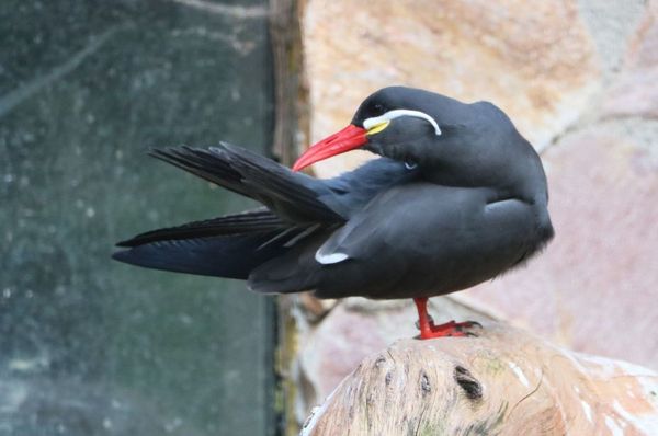 Vogelpark Olching, Kooperationspartner der Kindertafel