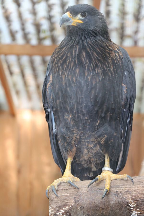 Vogelpark Olching, Kooperationspartner der Kindertafel