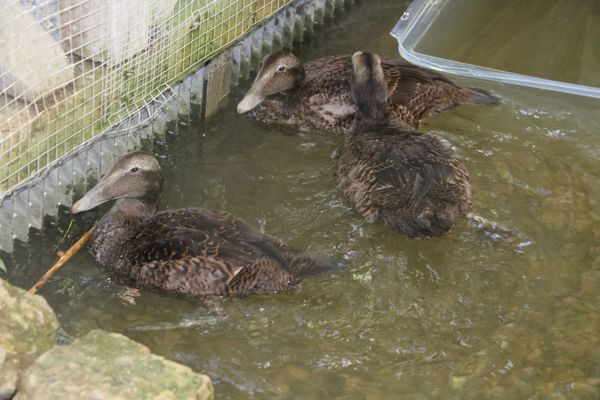 Vogelpark Olching, Kooperationspartner der Kindertafel