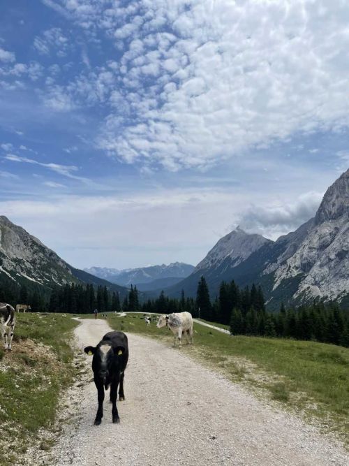 Wanderung zur Zugspitze einer Schulklasse