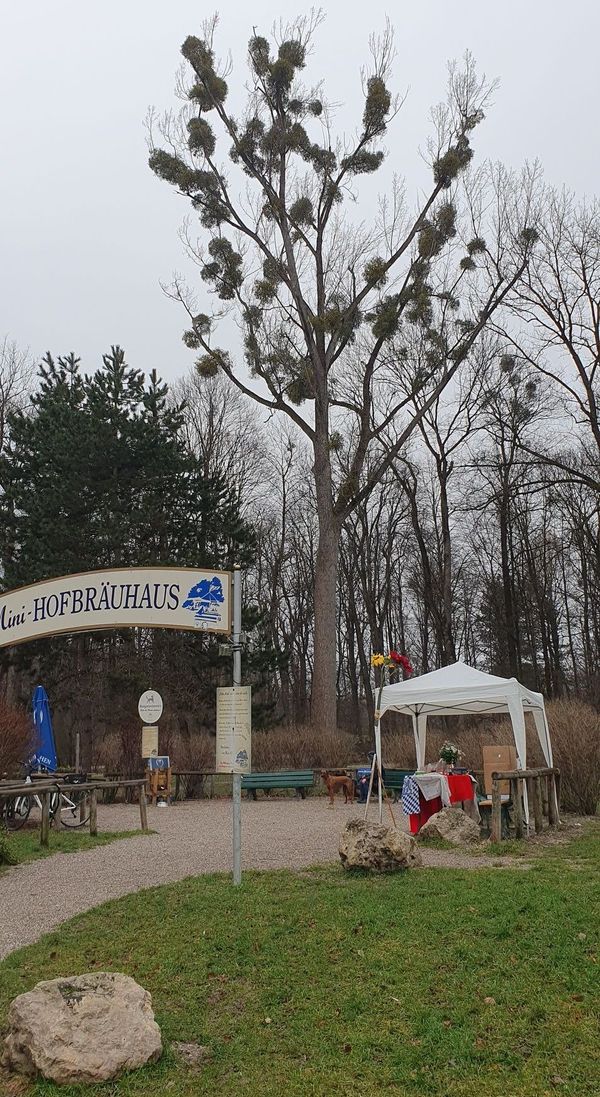 Mini-Hofbräuhaus im Englischen Garten, Informationsstand der Kindertafel am Heiligen Abend