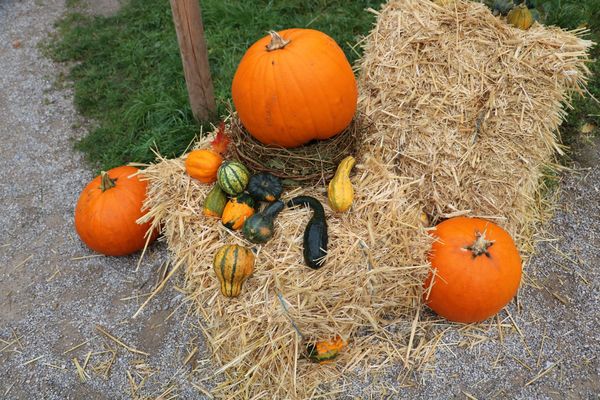 Kirchweih am Mini-Hofbräuhaus im Englischen Garten mit der Kindertafel Kirchweih am Mini-Hofbräuhaus im Englischen Garten mit der Kindertafel