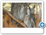 vp_180429_2249_Kauz