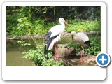 vp_180429_2258_Storch