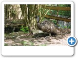 vp_180429_2268_Emu