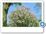 vp_180429_2275_Flieder