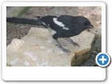 vp_180429_2294_Elsterwürger