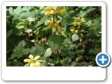vp_180429_2305_Gelbe Taubnessel