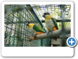 vp_180429_2330_Grünzügelpapagei
