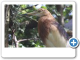 vp_180429_2339_Java-Prachtreiher