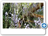 vp_180429_2349_Klettergewächs