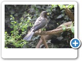 vp_180429_2351_Schwarzschwanzlärmvogel