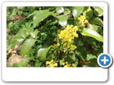 vp_180429_2358_Gelbe Stechpalme