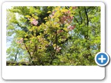 vp_180429_2360_Zierkirsche