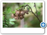 vp_180429_2366_Kletten