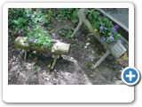 vp_180429_2369_Veilchen