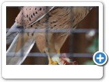 vp_180429_2386_Turmfalke