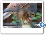 vp_180429_2389_Turmfalke