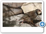 vp_180429_2419_Steinhuhn