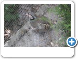 vp_180429_2423_Steinhuhn