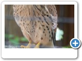 vp_180429_2447_Wanderfalke
