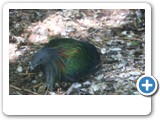 vp_180429_2467_Schopftaube