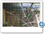 vp_180429_2485_Kleinpapageien