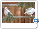 vp_180429_2489_Fleischtauben