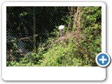 vp_180429_2499_Ibis
